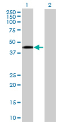 Lane 1: REM2 transfected lysate (0 KDa) Lane 2: Non-transfected lysate.