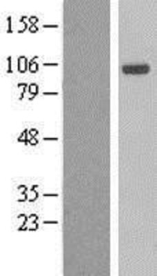 Western Blot: Aryl hydrocarbon Receptor Overexpression Lysate (Adult Normal) [NBL1-07403] Left-Empty vector transfected control cell lysate (HEK293 cell lysate); Right -Over-expression Lysate for Aryl hydrocarbon Receptor.
