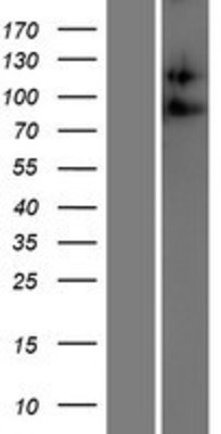 Western Blot: ADAM23 Overexpression Lysate (Adult Normal) [NBP2-07947] Left-Empty vector transfected control cell lysate (HEK293 cell lysate); Right -Over-expression Lysate for ADAM23.