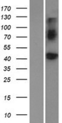 Western Blot: BMP8a Overexpression Lysate (Adult Normal) [NBP2-04885] Left-Empty vector transfected control cell lysate (HEK293 cell lysate); Right -Over-expression Lysate for BMP8a.