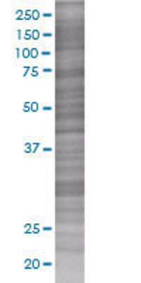RGS3 transfected lysate.