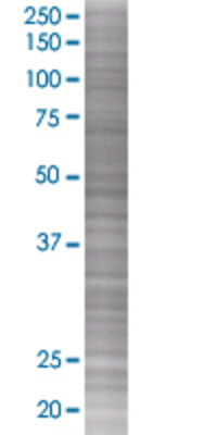 KITLG transfected lysate