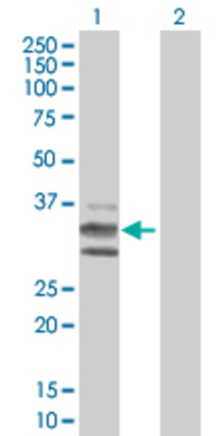 Lane 1: KITLG transfected lysate (27.9 KDa). Lane 2: Non-transfected lysate.