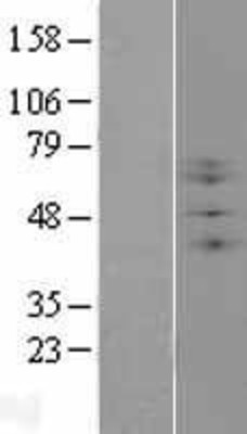 Western Blot: B3GNT2 Overexpression Lysate (Adult Normal) [NBL1-07884] Left-Empty vector transfected control cell lysate (HEK293 cell lysate); Right -Over-expression Lysate for B3GNT2.