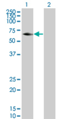 Lane 1: GCK transfected lysate (51.26 KDa) Lane 2: Non-transfected lysate.