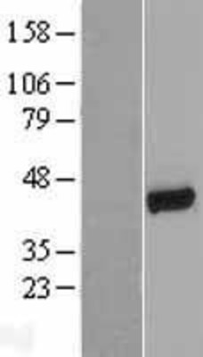 Western Blot: NHERF-1 Overexpression Lysate (Adult Normal) [NBL1-16198] Left-Empty vector transfected control cell lysate (HEK293 cell lysate); Right -Over-expression Lysate for NHERF-1.