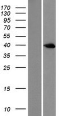 Western Blot: DUSP6 Overexpression Lysate (Adult Normal) [NBL1-10058] Left-Empty vector transfected control cell lysate (HEK293 cell lysate); Right -Over-expression Lysate for DUSP6.