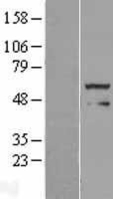Western Blot: FOXRED1 Overexpression Lysate (Adult Normal) [NBL1-10822] Left-Empty vector transfected control cell lysate (HEK293 cell lysate); Right -Over-expression Lysate for FOXRED1.