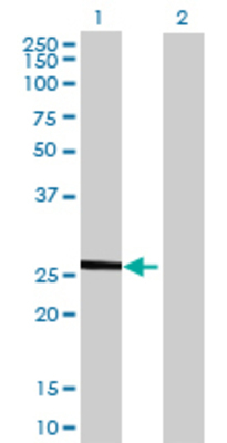 Lane 1: LDHAL6A transfected lysate (25.85 KDa) Lane 2: Non-transfected lysate.