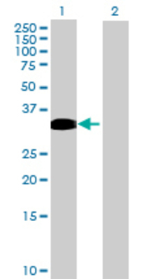 Lane 1: FOXI1 transfected lysate (31.24 KDa) Lane 2: Non-transfected lysate.