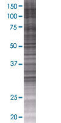 FOXI1 transfected lysate.