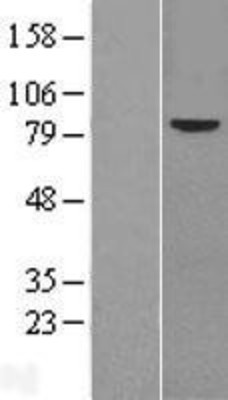 Western Blot: Frizzled-6 Overexpression Lysate (Adult Normal) [NBL1-10892] Left-Empty vector transfected control cell lysate (HEK293 cell lysate); Right -Over-expression Lysate for Frizzled-6.