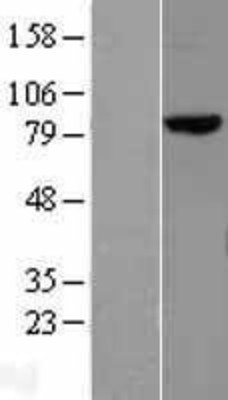 Western Blot: MLH1 Overexpression Lysate (Adult Normal) [NBL1-13134] Left-Empty vector transfected control cell lysate (HEK293 cell lysate); Right -Over-expression Lysate for MLH1.