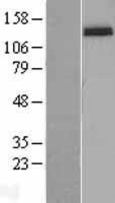 Western Blot: Integrin alpha 2 Overexpression Lysate (Adult Normal) [NBL1-12062] Left-Empty vector transfected control cell lysate (HEK293 cell lysate); Right -Over-expression Lysate for Integrin alpha 2.