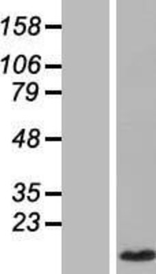 Western Blot: CCL4L1 Overexpression Lysate (Adult Normal) [NBL1-08859] Left-Empty vector transfected control cell lysate (HEK293 cell lysate); Right -Over-expression Lysate for CCL4L1.