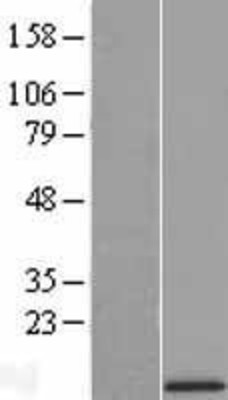 Western Blot: UQCR10 Overexpression Lysate (Adult Normal) [NBL1-17584] Left-Empty vector transfected control cell lysate (HEK293 cell lysate); Right -Over-expression Lysate for UQCR10.