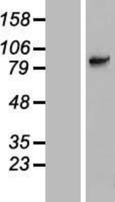 Western Blot: SLC6A15 Overexpression Lysate (Adult Normal) [NBL1-16179] Left-Empty vector transfected control cell lysate (HEK293 cell lysate); Right -Over-expression Lysate for SLC6A15.