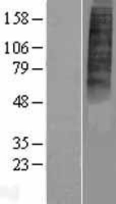 Western Blot: P2Y10 Overexpression Lysate (Adult Normal) [NBP2-10316] Left-Empty vector transfected control cell lysate (HEK293 cell lysate); Right -Over-expression Lysate for P2Y10.
