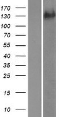 Western Blot: ADAMTS19 Overexpression Lysate (Adult Normal) [NBP2-05694] Left-Empty vector transfected control cell lysate (HEK293 cell lysate); Right -Over-expression Lysate for ADAMTS19.