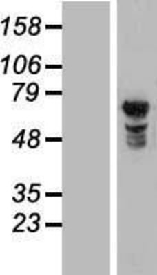 Western Blot: NUPL1 Overexpression Lysate (Adult Normal) [NBL1-13884] Left-Empty vector transfected control cell lysate (HEK293 cell lysate); Right -Over-expression Lysate for NUPL1.