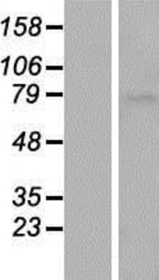 Western Blot: SLC5A11 Overexpression Lysate (Adult Normal) [NBP2-05835] Left-Empty vector transfected control cell lysate (HEK293 cell lysate); Right -Over-expression Lysate for SLC5A11.