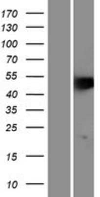 Western Blot: PDCD4 Overexpression Lysate (Adult Normal) [NBP2-07331] Left-Empty vector transfected control cell lysate (HEK293 cell lysate); Right -Over-expression Lysate for PDCD4.