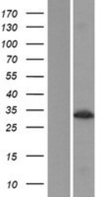 Western Blot: MLEC Overexpression Lysate (Adult Normal) [NBP2-07292] Left-Empty vector transfected control cell lysate (HEK293 cell lysate); Right -Over-expression Lysate for MLEC.