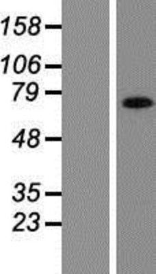 Western Blot: AMOT Overexpression Lysate (Adult Normal) [NBP2-05714] Left-Empty vector transfected control cell lysate (HEK293 cell lysate); Right -Over-expression Lysate for AMOT.