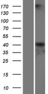 Western Blot: Cortisol Binding Globulin Overexpression Lysate (Adult Normal) [NBP2-10771] Left-Empty vector transfected control cell lysate (HEK293 cell lysate); Right -Over-expression Lysate for Cortisol Binding Globulin.