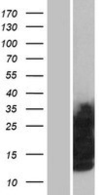 Western Blot: Glycophorin C Overexpression Lysate (Adult Normal) [NBP2-10799] Left-Empty vector transfected control cell lysate (HEK293 cell lysate); Right -Over-expression Lysate for Glycophorin C.