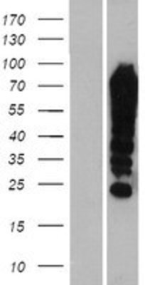 Western Blot: FUBP1 Overexpression Lysate (Adult Normal) [NBP2-07937] Left-Empty vector transfected control cell lysate (HEK293 cell lysate); Right -Over-expression Lysate for FUBP1.