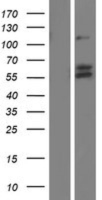 Western Blot: VGF Overexpression Lysate (Adult Normal) [NBP2-08018] Left-Empty vector transfected control cell lysate (HEK293 cell lysate); Right -Over-expression Lysate for VGF.