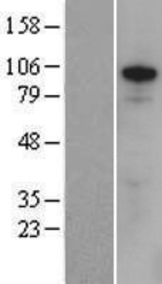 Western Blot: ZFX Overexpression Lysate (Adult Normal) [NBP2-08011] Left-Empty vector transfected control cell lysate (HEK293 cell lysate); Right -Over-expression Lysate for ZFX.