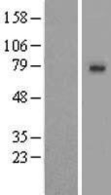 Western Blot: SLCO1A2 Overexpression Lysate (Adult Normal) [NBL1-16201] Left-Empty vector transfected control cell lysate (HEK293 cell lysate); Right -Over-expression Lysate for SLCO1A2.