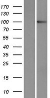 Western Blot: Protocadherin alpha-9 Overexpression Lysate (Adult Normal) [NBP2-06112] Left-Empty vector transfected control cell lysate (HEK293 cell lysate); Right -Over-expression Lysate for Protocadherin alpha-9.