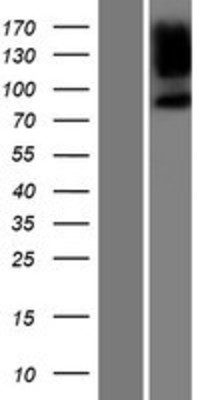Western Blot: Spinophilin Overexpression Lysate (Adult Normal) [NBP2-05991] Left-Empty vector transfected control cell lysate (HEK293 cell lysate); Right -Over-expression Lysate for Spinophilin.