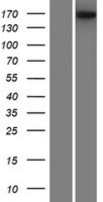 Western Blot: BAI1 Overexpression Lysate (Adult Normal) [NBP2-08183] Left-Empty vector transfected control cell lysate (HEK293 cell lysate); Right -Over-expression Lysate for BAI1.
