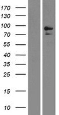 Western Blot: CD10 Overexpression Lysate (Adult Normal) [NBP2-11292] Left-Empty vector transfected control cell lysate (HEK293 cell lysate); Right -Over-expression Lysate for CD10.