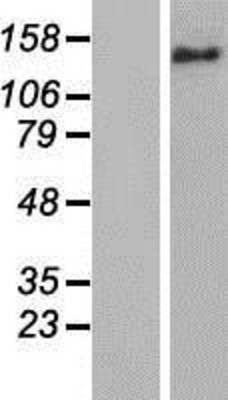 Western Blot: FANCJ Overexpression Lysate (Adult Normal) [NBP2-06081] Left-Empty vector transfected control cell lysate (HEK293 cell lysate); Right -Over-expression Lysate for FANCJ.