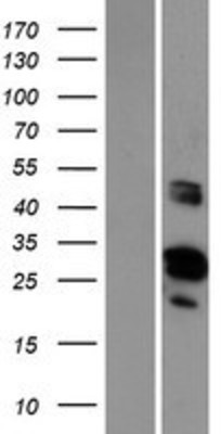 Western Blot: GRRP1 Overexpression Lysate (Adult Normal) [NBP2-06277] Left-Empty vector transfected control cell lysate (HEK293 cell lysate); Right -Over-expression Lysate for GRRP1.