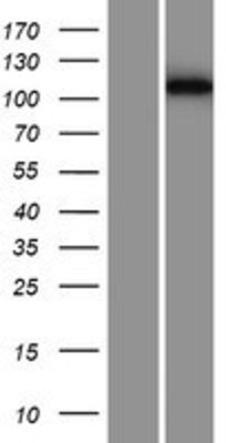 Western Blot: PF1 Overexpression Lysate (Adult Normal) [NBP2-11600] Left-Empty vector transfected control cell lysate (HEK293 cell lysate); Right -Over-expression Lysate for PF1.