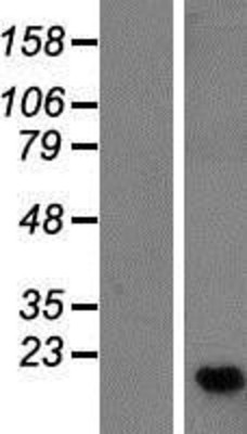 Western Blot: C16orf13 Overexpression Lysate (Adult Normal) [NBP2-09930] Left-Empty vector transfected control cell lysate (HEK293 cell lysate); Right -Over-expression Lysate for C16orf13.