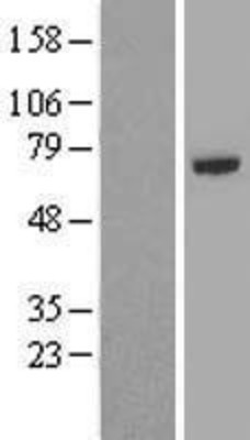 Western Blot: TRAF5 Overexpression Lysate (Adult Normal) [NBP2-09984] Left-Empty vector transfected control cell lysate (HEK293 cell lysate); Right -Over-expression Lysate for TRAF5.