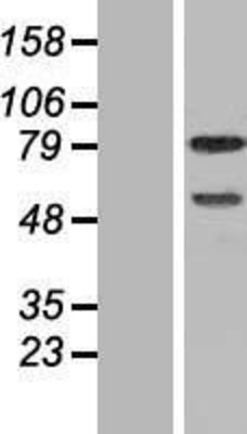 Western Blot: DEF6 Overexpression Lysate (Adult Normal) [NBP2-06481] Left-Empty vector transfected control cell lysate (HEK293 cell lysate); Right -Over-expression Lysate for DEF6.