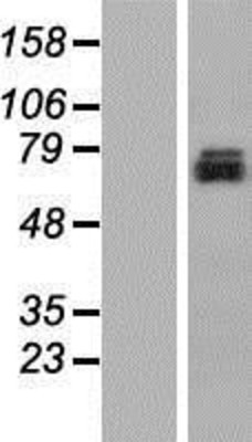 Western Blot: TMEM24 Overexpression Lysate (Adult Normal) [NBP2-10305] Left-Empty vector transfected control cell lysate (HEK293 cell lysate); Right -Over-expression Lysate for TMEM24.