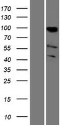 Western Blot: PCAF Overexpression Lysate (Adult Normal) [NBP2-10550] Left-Empty vector transfected control cell lysate (HEK293 cell lysate); Right -Over-expression Lysate for PCAF.