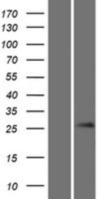 Western Blot: Gsh1 Overexpression Lysate (Adult Normal) [NBP2-05480] Left-Empty vector transfected control cell lysate (HEK293 cell lysate); Right -Over-expression Lysate for Gsh1.