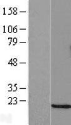 Western Blot: CHOP/GADD153 Overexpression Lysate (Adult Normal) [NBL1-09772] Left-Empty vector transfected control cell lysate (HEK293 cell lysate); Right -Over-expression Lysate for CHOP/GADD153.