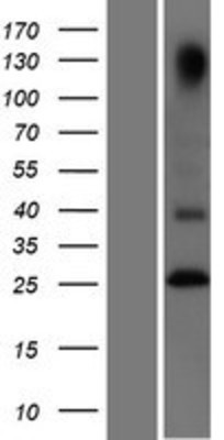 Western Blot: GITR Overexpression Lysate (Adult Normal) [NBP2-05429] Left-Empty vector transfected control cell lysate (HEK293 cell lysate); Right -Over-expression Lysate for GITR.
