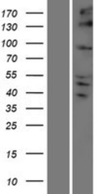 Western Blot: Kinesin C2 Overexpression Lysate (Adult Normal) [NBP2-05466] Left-Empty vector transfected control cell lysate (HEK293 cell lysate); Right -Over-expression Lysate for Kinesin C2.